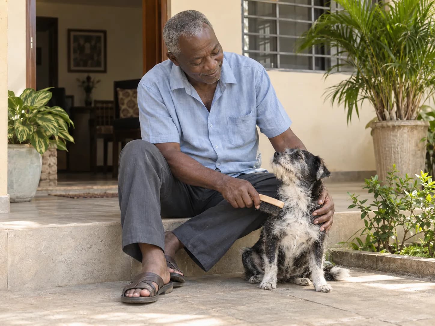 Un propriétaire brosse son petit chien âgé sur une véranda